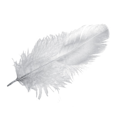 Goose feathers 